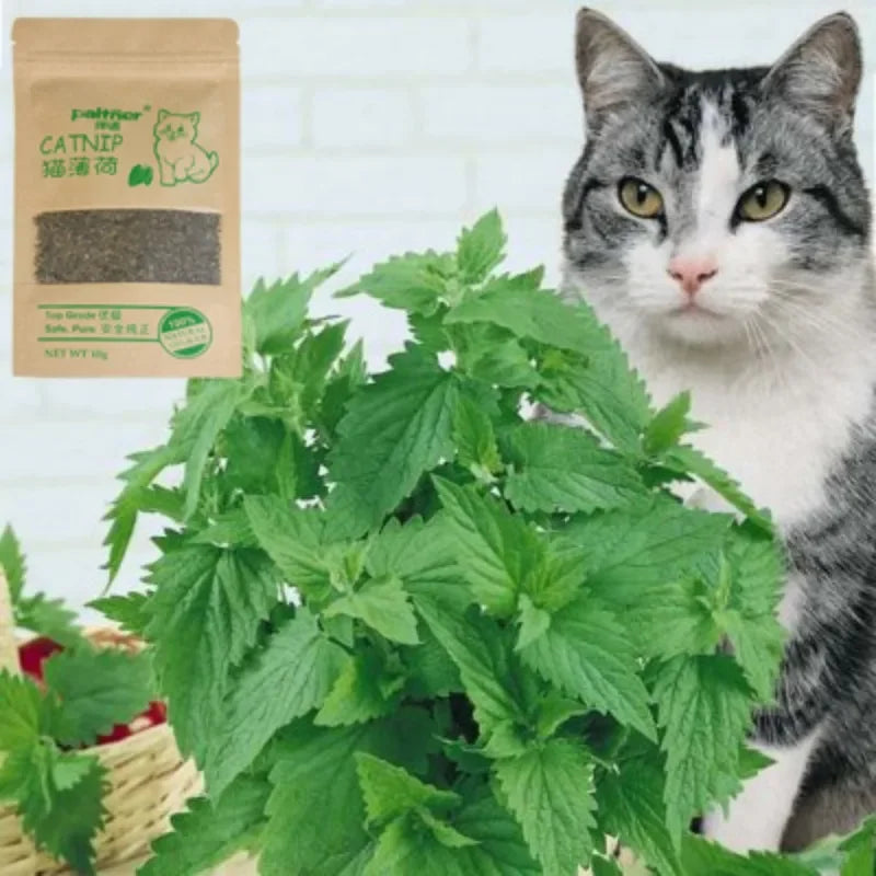 New Organic 100% Natural Cat Catnip Cattle Grass 10g Cat Mint Leaves Menthol Flavor Funny Cat Training Toy Cats Supplies