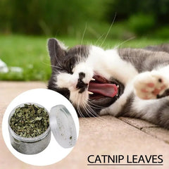 Natural Catnip Organic Premium Catmint Cat Toy Nepeta Cataria For Eliminating Cats Hairballs Absorbing Foods Vitamin Supplement